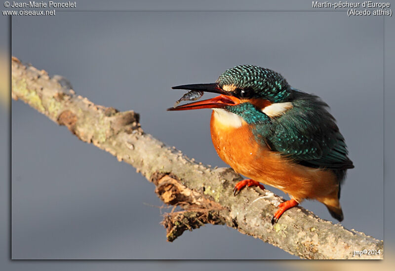 Common Kingfisher