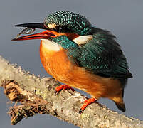 Common Kingfisher