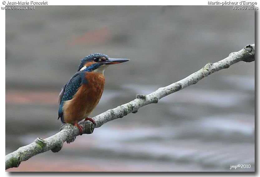 Common Kingfisher female