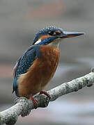 Common Kingfisher