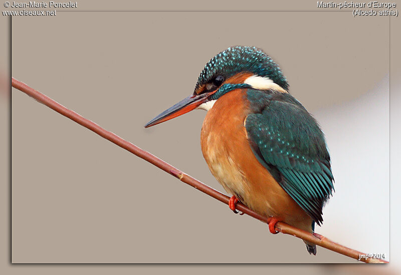 Common Kingfisher