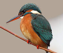 Common Kingfisher