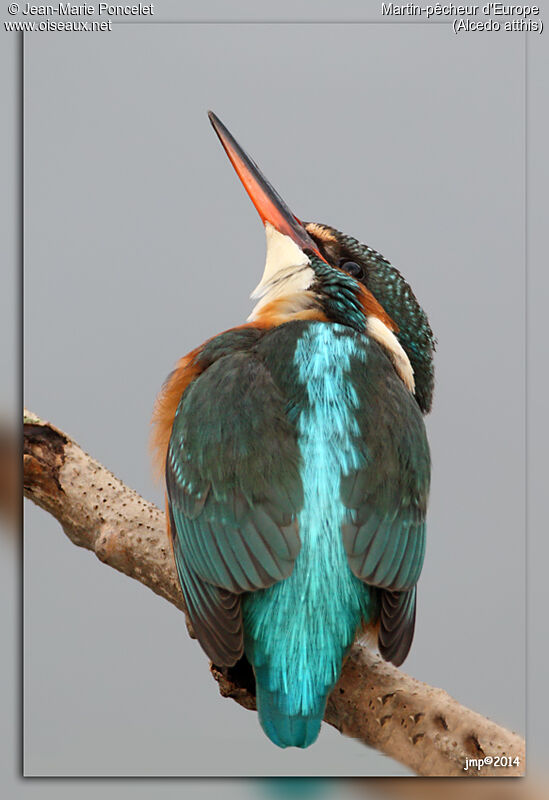 Common Kingfisher