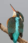 Common Kingfisher