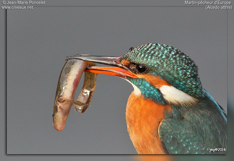 Common Kingfisher