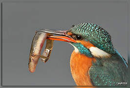 Common Kingfisher