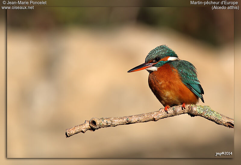 Common Kingfisher