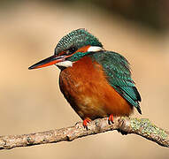 Common Kingfisher