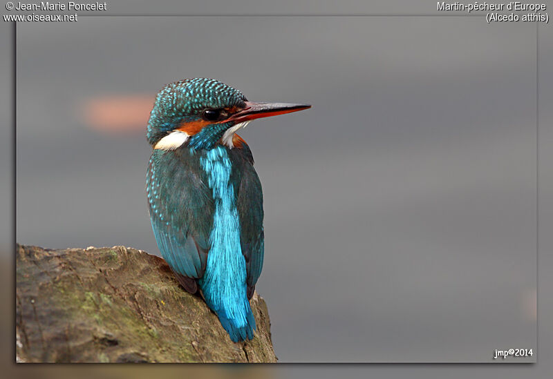 Common Kingfisher