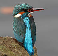 Common Kingfisher