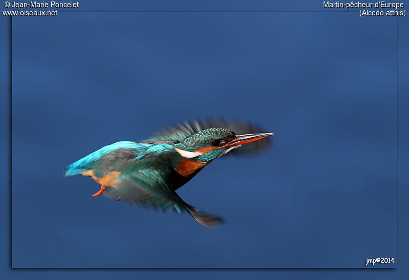 Common Kingfisher