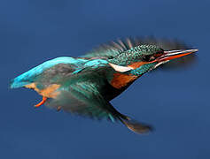 Common Kingfisher