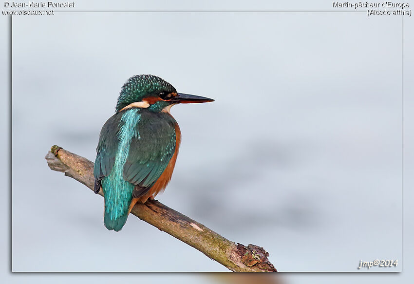 Common Kingfisher