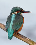 Common Kingfisher