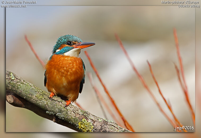 Common Kingfisher female