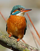 Common Kingfisher