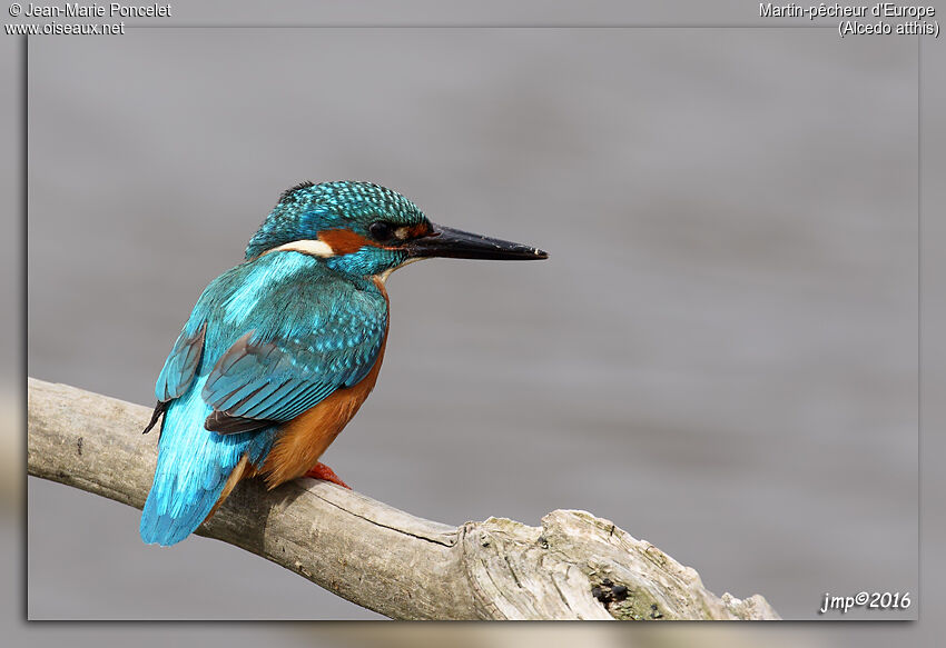 Common Kingfisher male