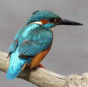 Common Kingfisher