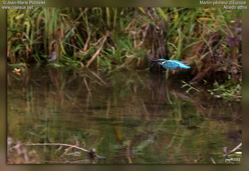 Common Kingfisher