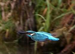 Common Kingfisher