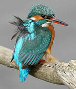 Common Kingfisher