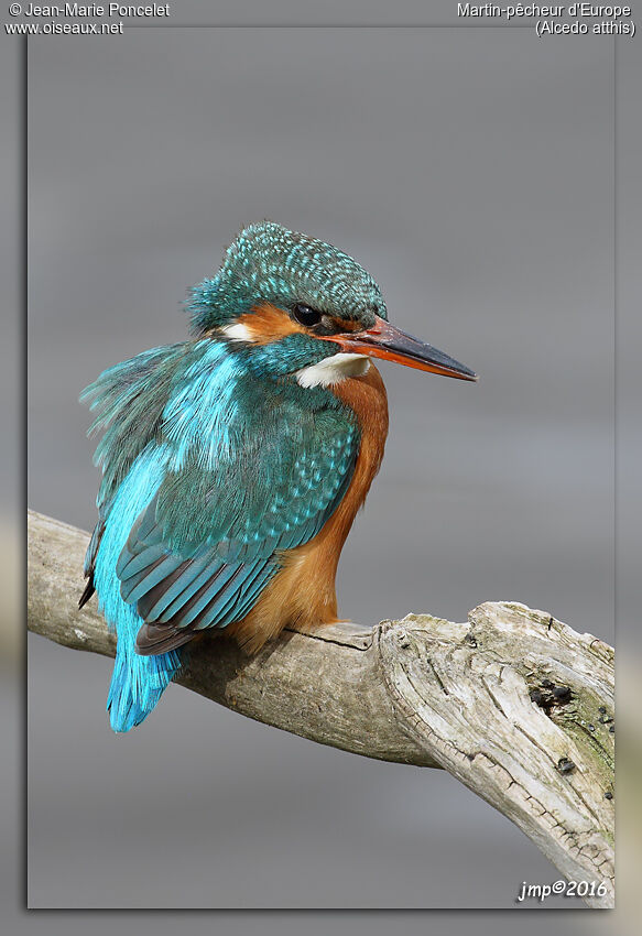 Common Kingfisher female