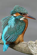 Common Kingfisher