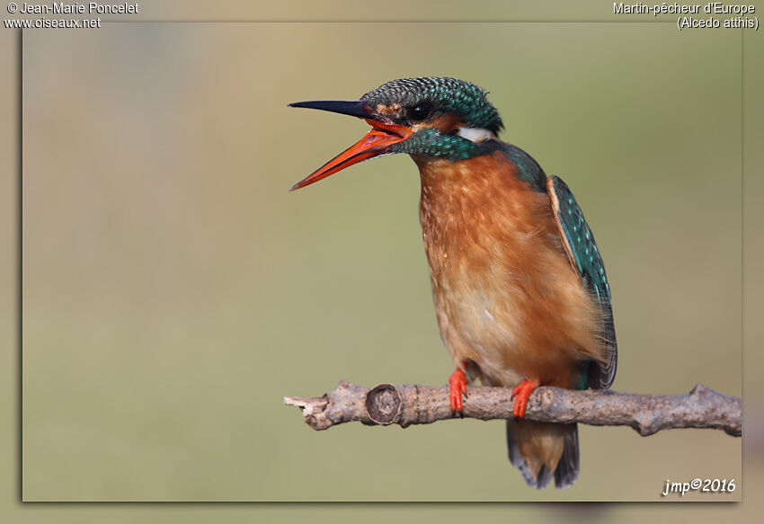 Common Kingfisher female