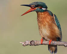 Common Kingfisher