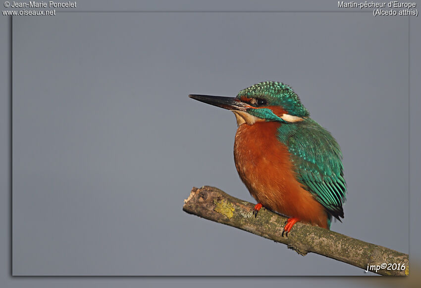 Common Kingfisher male