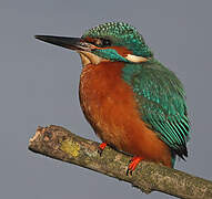 Common Kingfisher