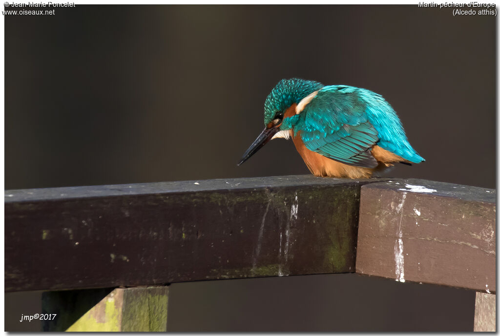 Common Kingfisher