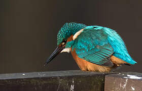 Common Kingfisher