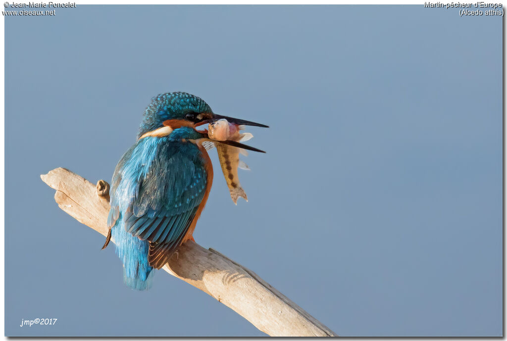 Common Kingfisher