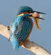 Common Kingfisher