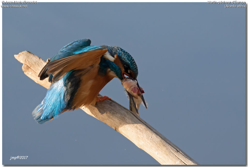 Common Kingfisher