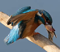 Common Kingfisher