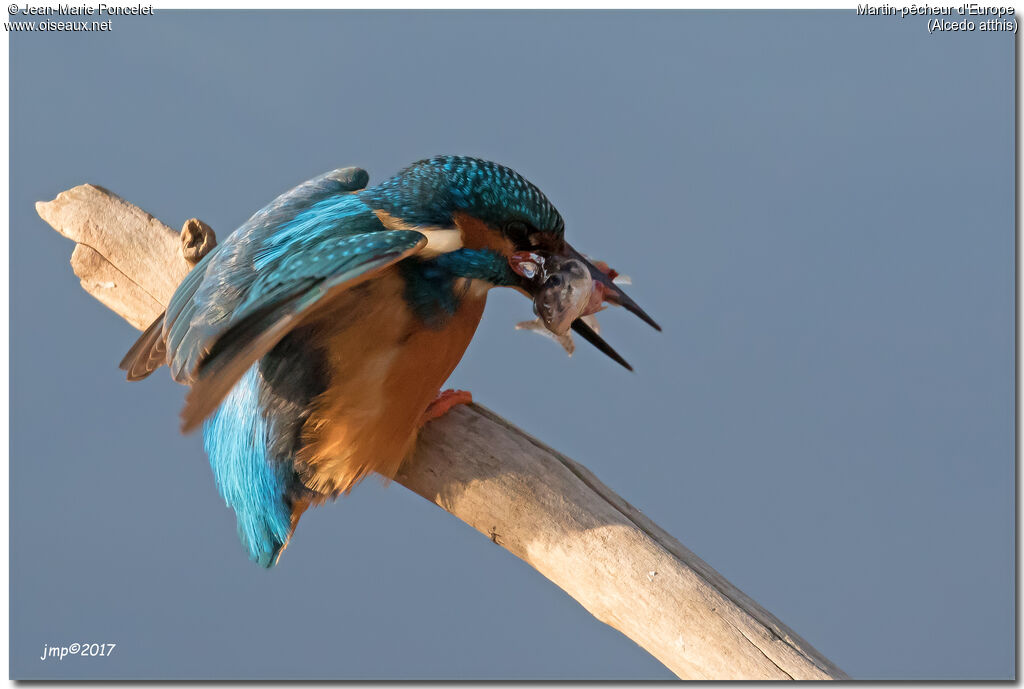 Common Kingfisher