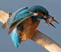 Common Kingfisher