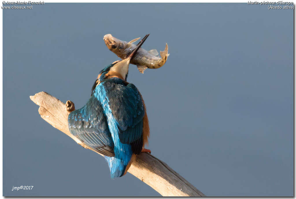 Common Kingfisher