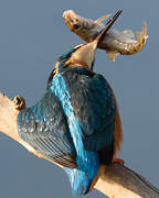 Common Kingfisher