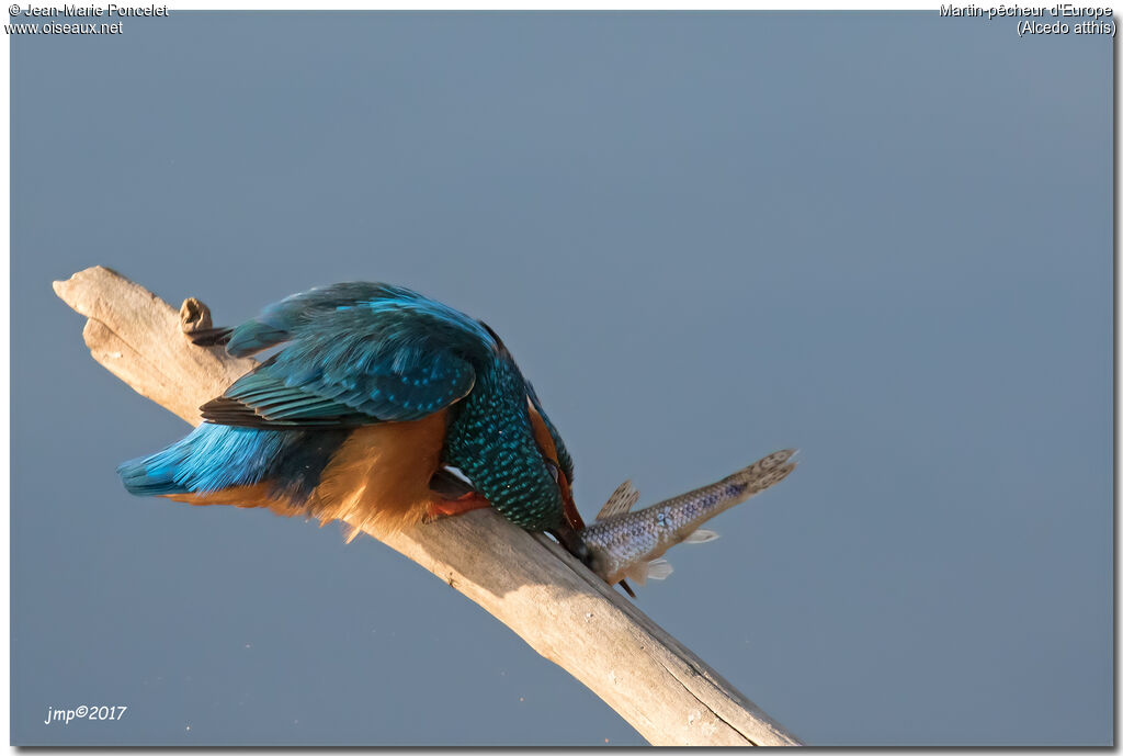 Common Kingfisher