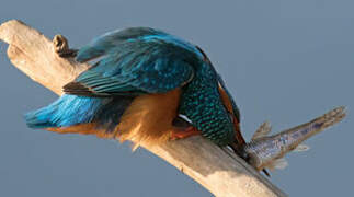 Common Kingfisher