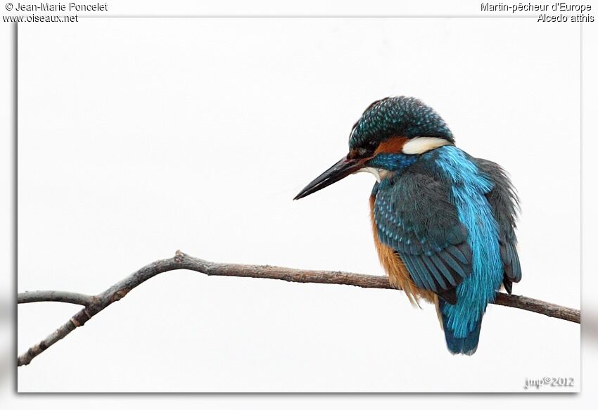 Common Kingfisher