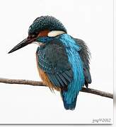 Common Kingfisher