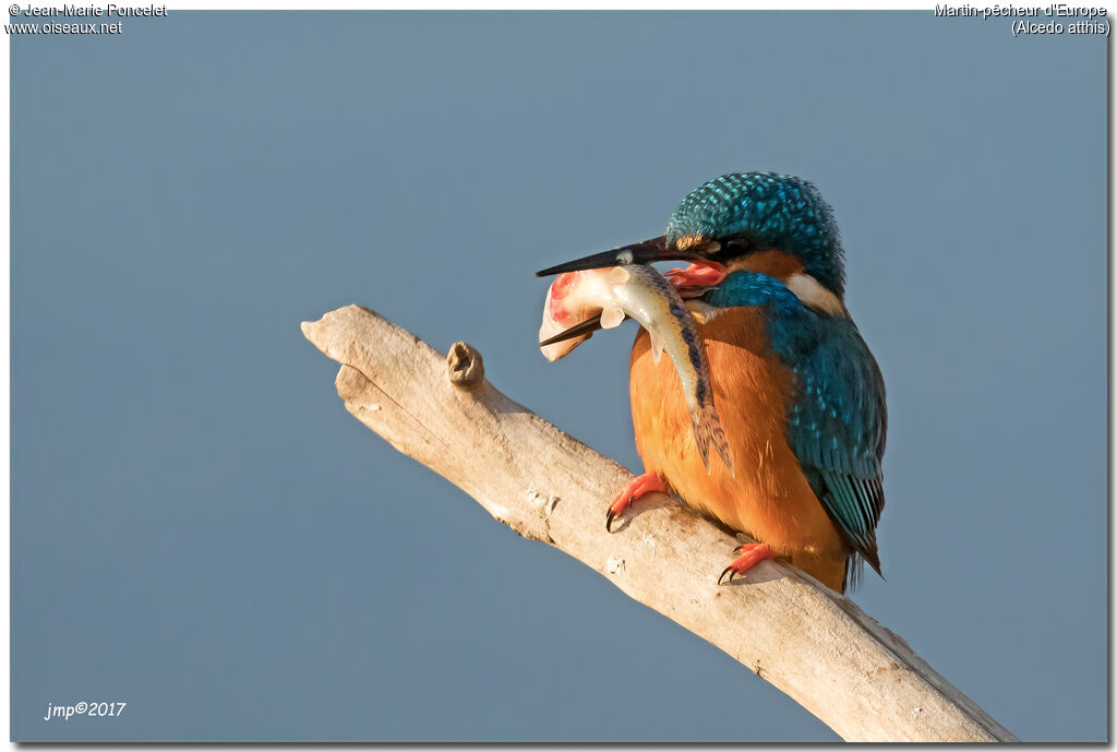 Common Kingfisher