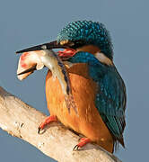 Common Kingfisher