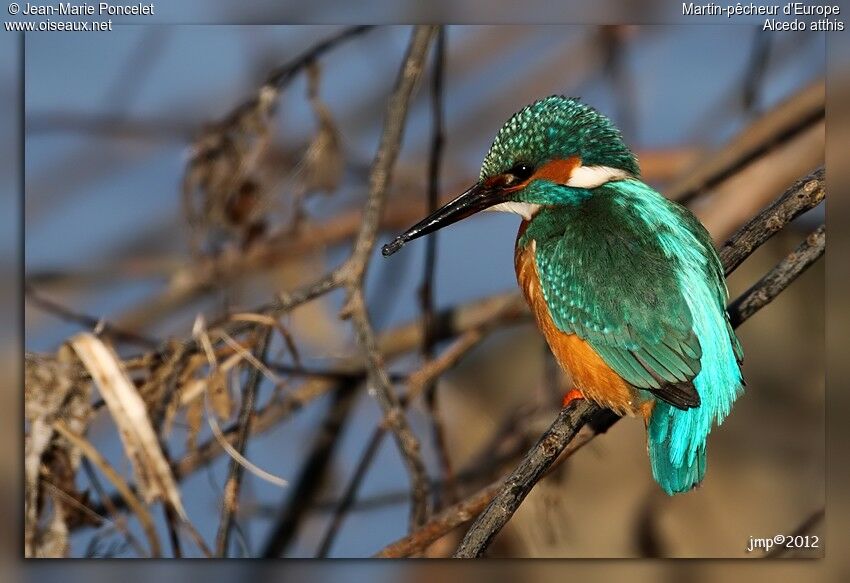 Common Kingfisher