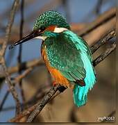 Common Kingfisher