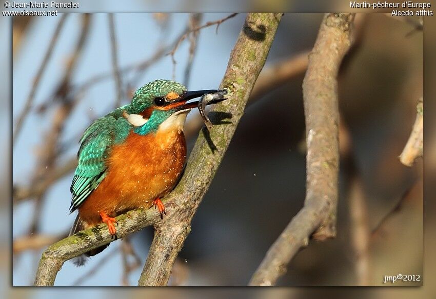 Common Kingfisher